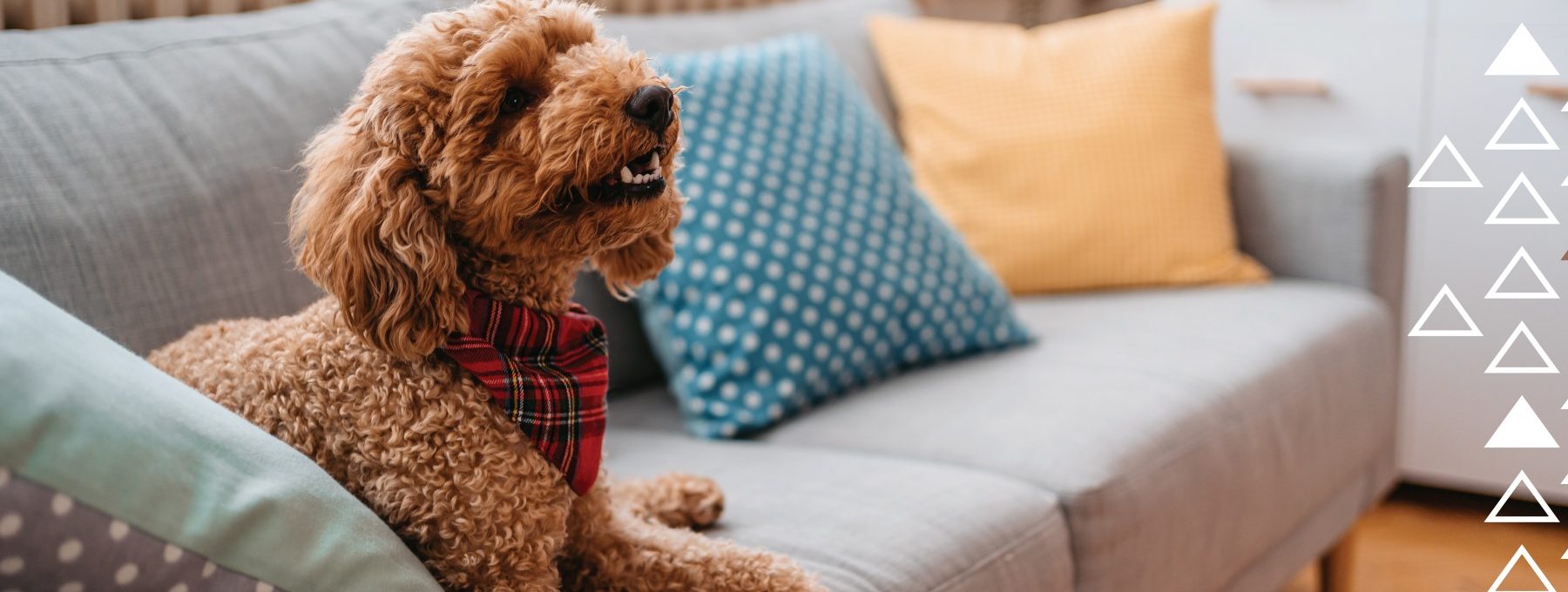 a dog wearing a red bandana sitting on a couch at The The Breck