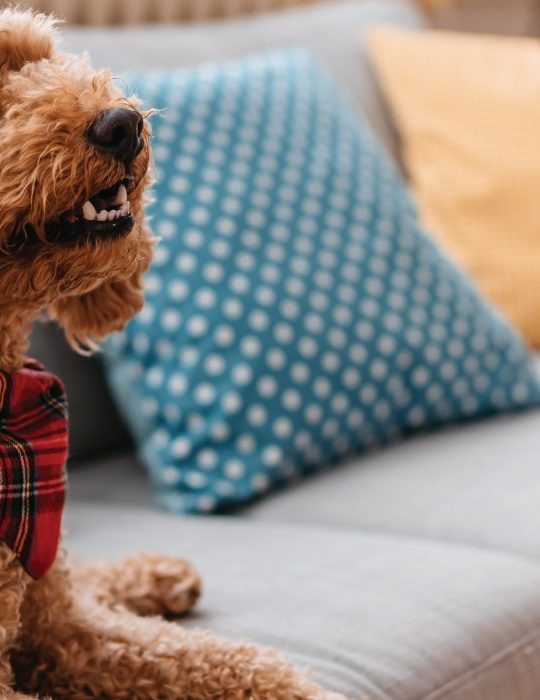 a dog wearing a red bandana sitting on a couch at The The Breck